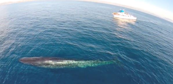 Whale Watching via Drone