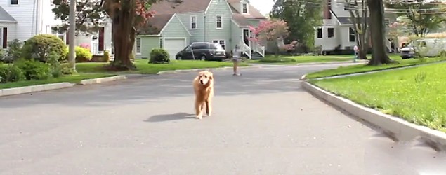 Drone Takes Golden Retriever for a Walk (Yes, Really)