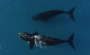 Aerial Footage of Whales and Paddleboard