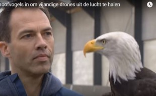 This Eagle Wants to Kill Your Drone