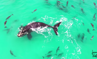 Aerial Drone Video: Whales & Dolphins