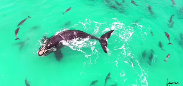 Aerial Drone Video: Whales & Dolphins