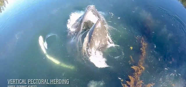 Humpbacks Herd Salmon [VIDEO]